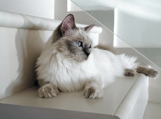 Breeder Ragdolls White cat